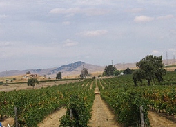 Zinfandel vineyards in the Livermore Valley AVA